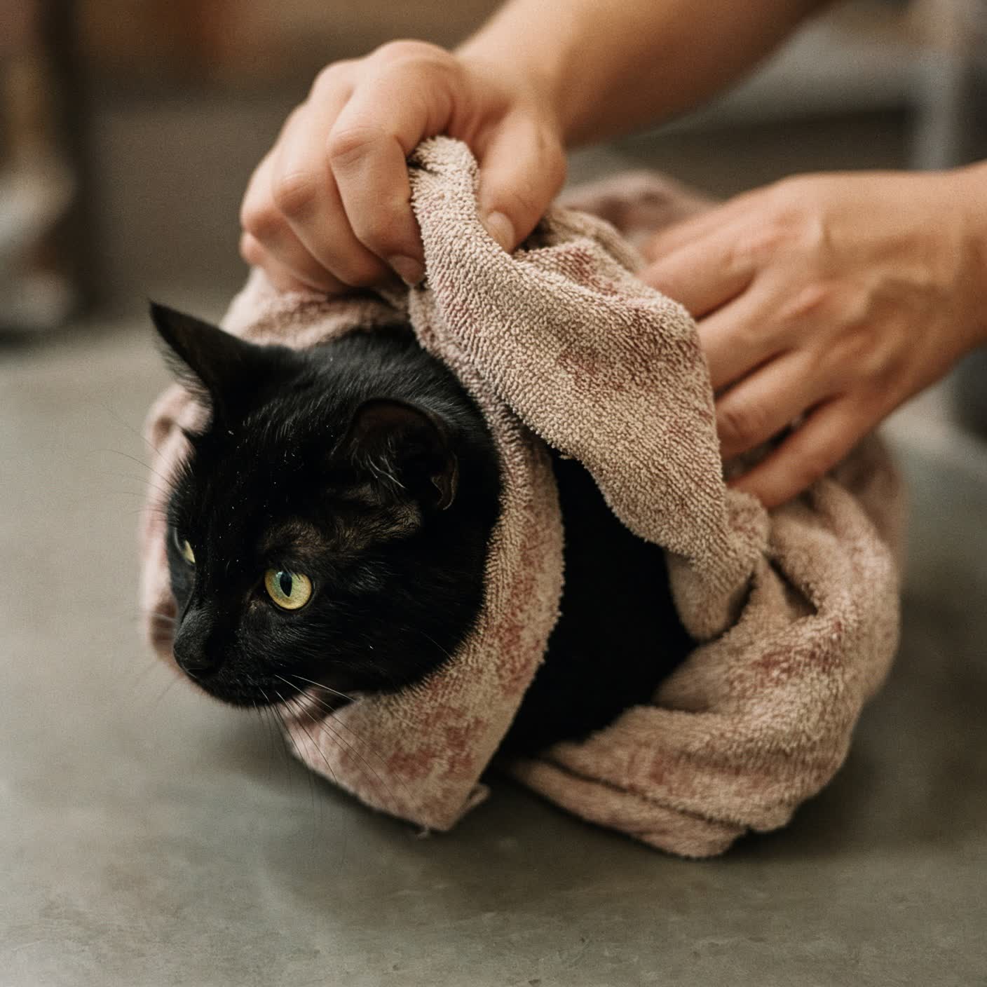 Gato preto enrolado em toalha